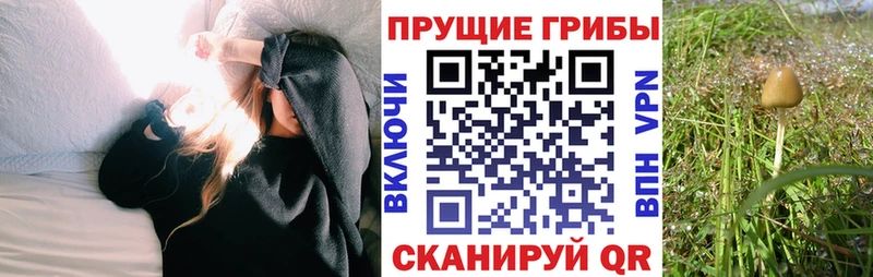 Псилоцибиновые грибы прущие грибы  Троицк 